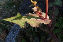 Sonchus asper