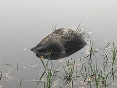 Myocastor coypus