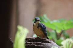 Alcedo semitorquata