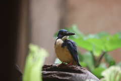 Alcedo semitorquata