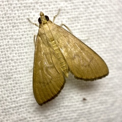 Protonoceras mitis