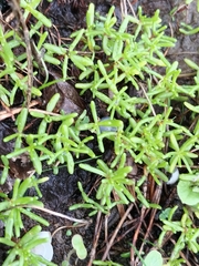 Crassula vaillantii