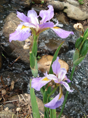 Iris virginica