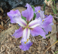 Iris virginica