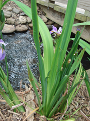 Iris virginica