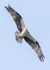 Pandion haliaetus