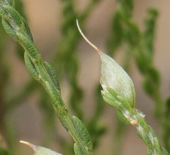 Amphithalea vlokii