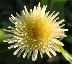 Sonchus oleraceus