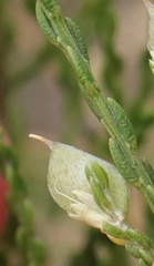 Amphithalea vlokii