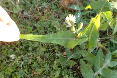 Sonchus oleraceus