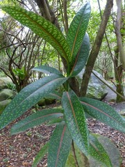 Coptosperma borbonicum