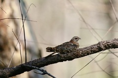 Caprimulgus vexillarius