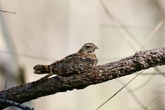 Caprimulgus vexillarius