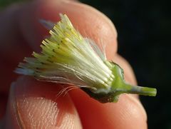 Sonchus oleraceus