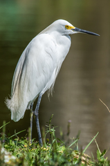 Egretta thula
