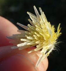 Sonchus oleraceus