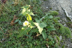 Sonchus oleraceus