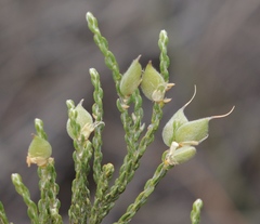 Amphithalea vlokii