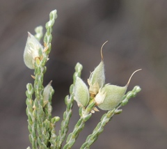 Amphithalea vlokii