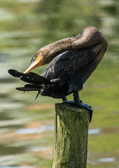Nannopterum brasilianum