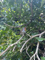Erithacus rubecula