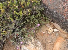 Smicrostigma viride