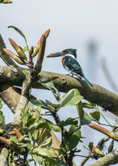 Chloroceryle americana