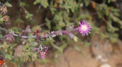 Smicrostigma viride