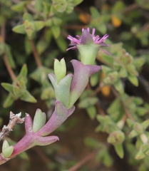 Smicrostigma viride