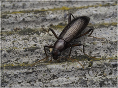 Strongylium claudum
