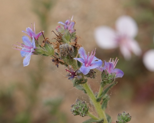 Lobostemon echioides Lehm.