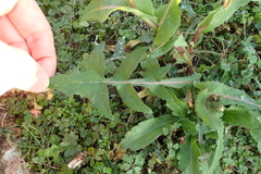 Sonchus oleraceus