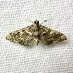 Nacoleia glageropa