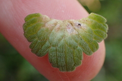 Lamium amplexicaule