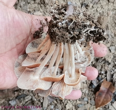 Collybiopsis gibbosa