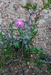 Smicrostigma viride