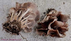 Collybiopsis gibbosa