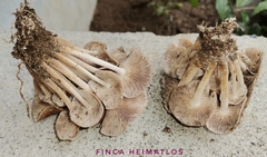 Collybiopsis gibbosa