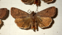 Xestia castanea