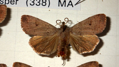 Xestia castanea
