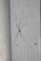 Leptobunus parvulus