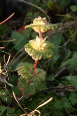 Lamium amplexicaule
