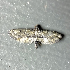 Sufetula hemiophthalma