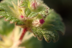 Lamium amplexicaule