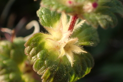 Lamium amplexicaule
