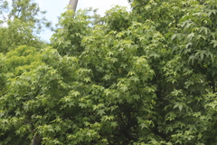 Liquidambar styraciflua