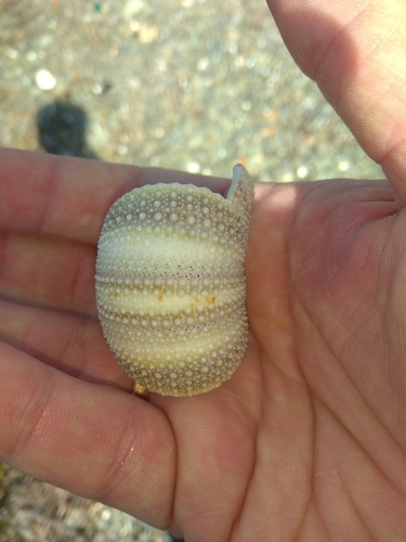 Strongylocentrotus intermedius