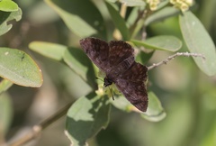 Pellicia arina