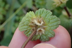Lamium amplexicaule