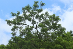 Gleditsia triacanthos